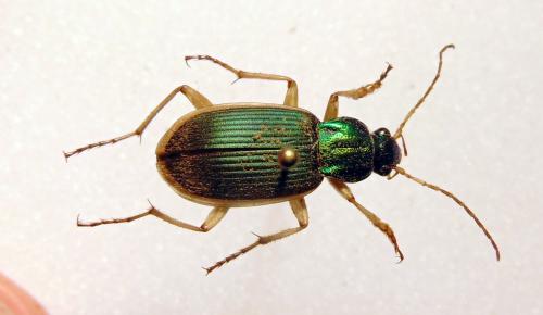 Réf. 164 409 : Chlaenius velutinus