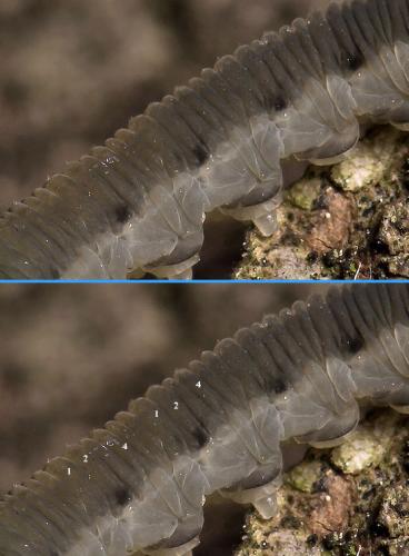 Empria sp.