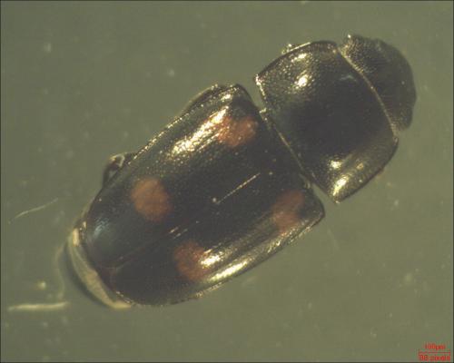 Glischrochilus hortensis
