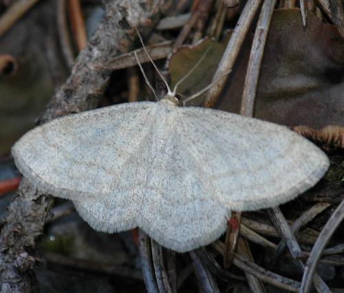 Scopula ternata