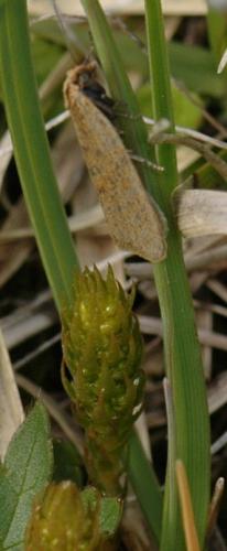 Clepsis sp.