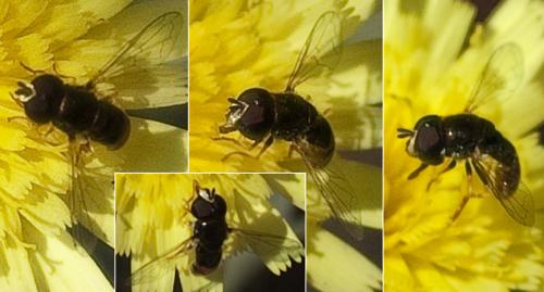 Réf. 164 878 : Paragus sp.