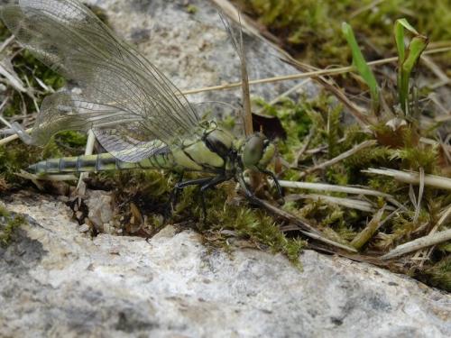 Orthetrum cancellatum
