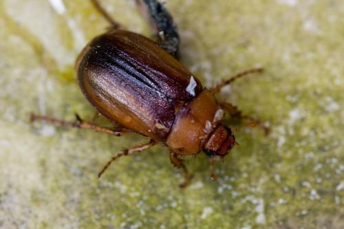 Réf. 164 011 : Rhizotrogus sp.
