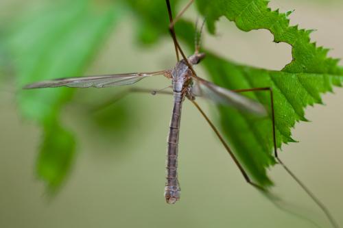 Réf. 164 062 : Tipula oleracea
