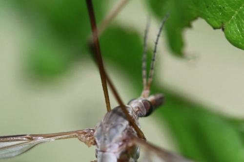 Tipula oleracea