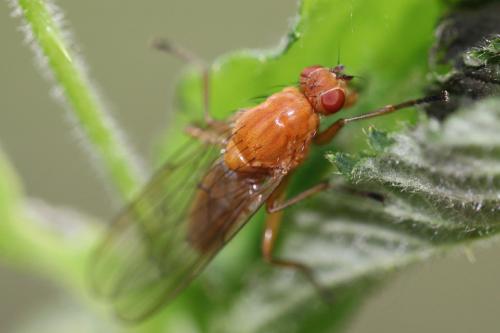 Dryomyza flaveola