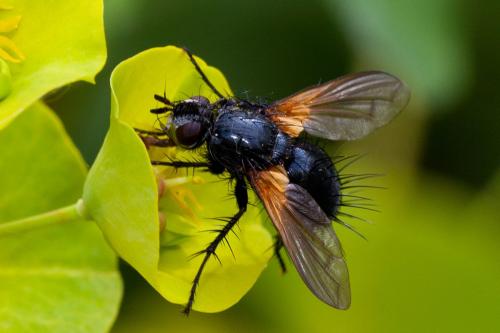 Réf. 164 149 : Zophomyia temula