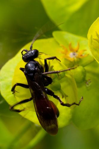 Priocnemis sp.