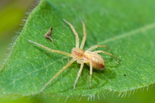 Philodromus sp.