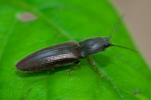 Réf. 164 376 : Athous haemorrhoidalis