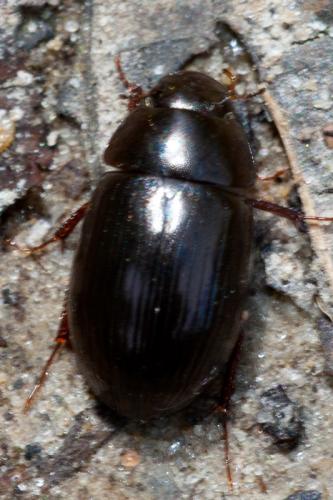 Réf. 164 377 : Hydrobius sp.