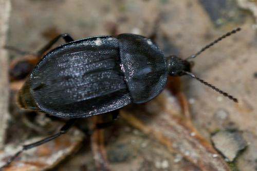 Phosphuga atrata