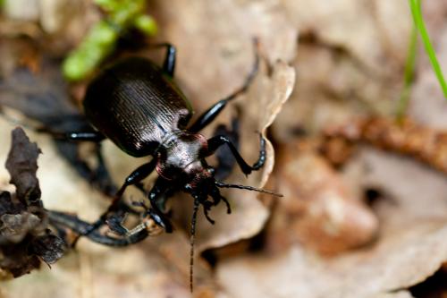 Réf. 164 513 : Calosoma inquisitor