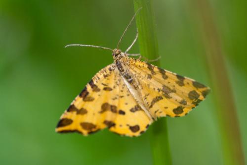 Réf. 164 542 : Pseudopanthera macularia