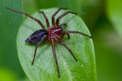 Agelena_sl sp.