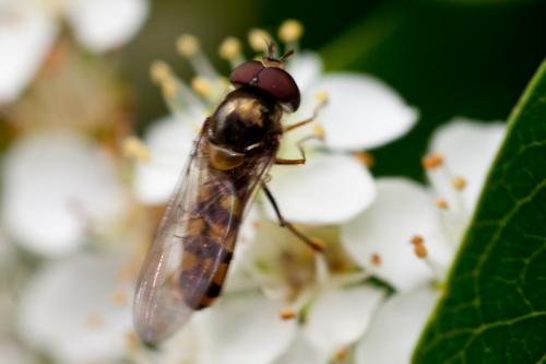 Meliscaeva auricollis