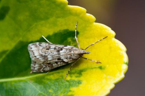Eudonia angustea