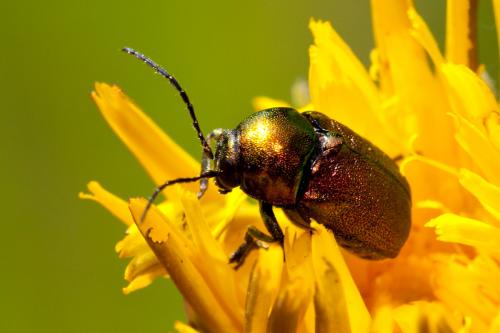 Cryptocephalus sp.