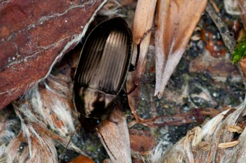 Amara sp.