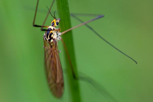 Nephrotoma flavescens