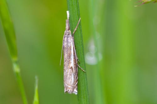 Réf. 164 910 : Crambus lathoniellus