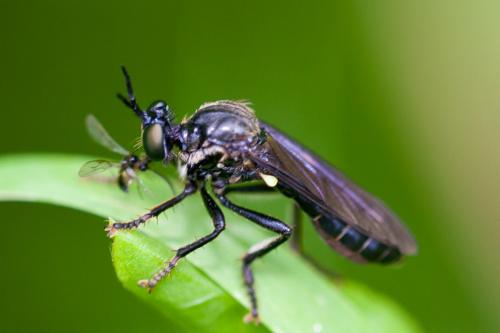 Dioctria atricapilla