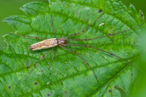 Tetragnatha sp.
