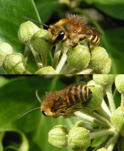 Colletes hederae