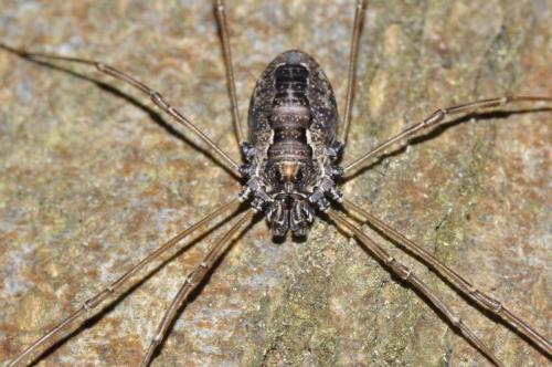 Réf. 164 467 : Platybunus pinetorum