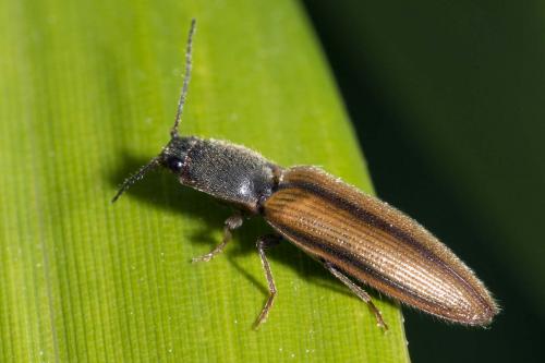Réf. 164 396 : Athous vittatus