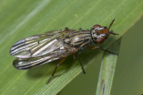 Dorycera sp.