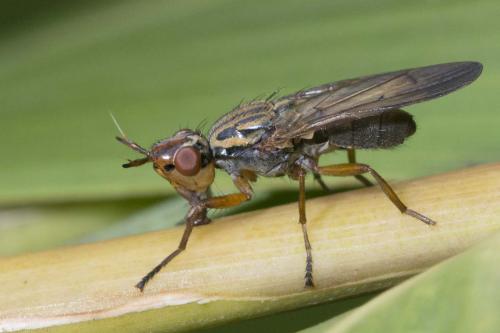 Dorycera sp.