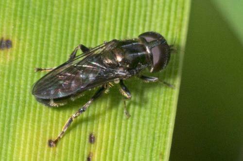 Réf. 164 053 : Eumerus sp.