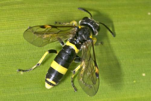 Zonuledo sp.