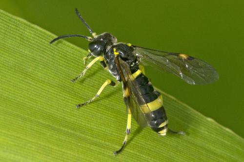 Zonuledo sp.