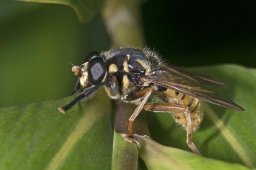 Réf. 164 400 : Temnostoma vespiforme