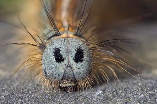 Malacosoma neustria
