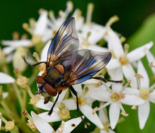 Phasia hemiptera