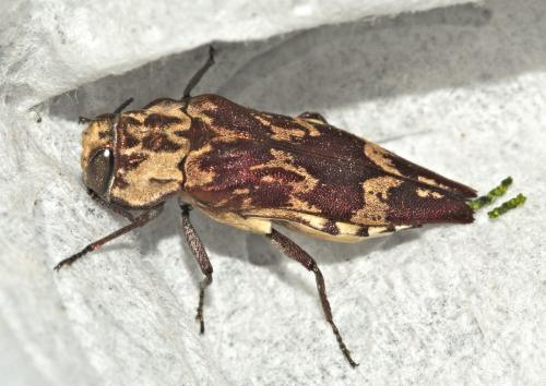 Réf. 164 738 : Agrilus venosus