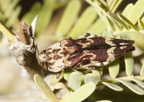 Réf. 164 739 : Agrilus venosus