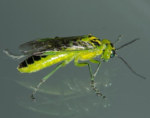 Réf. 164 796 : Rhogogaster chlorosoma