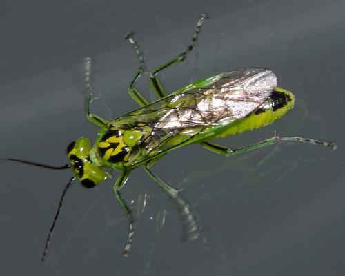 Réf. 164 795 : Rhogogaster chlorosoma