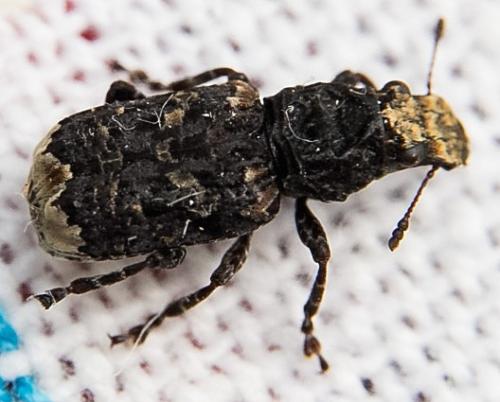 Réf. 164 341 : Platyrhinus resinosus