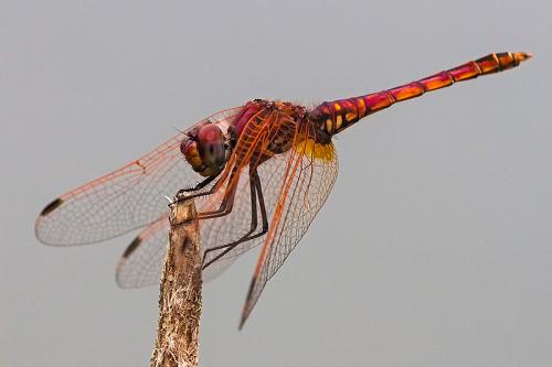 Réf. 164 103 : Trithemis annulata