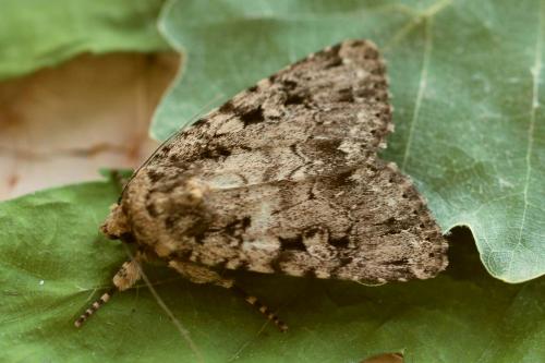 Réf. 164 717 : Amphipyra effusa