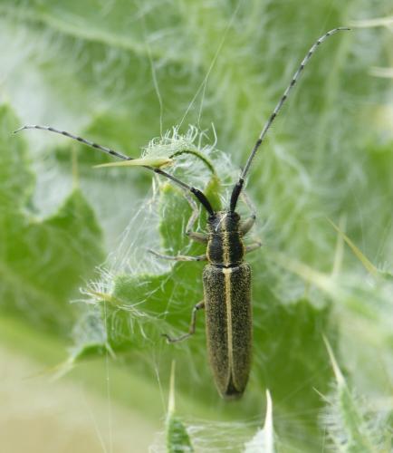 Agapanthia cardui