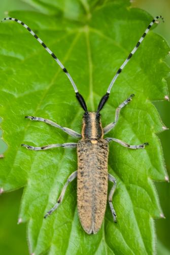 Réf. 164 786 : Agapanthia villosoviridescens