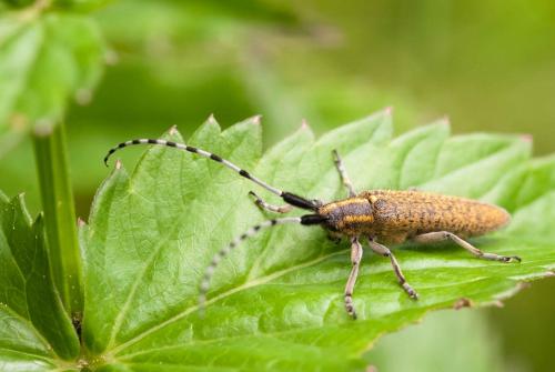 Agapanthia villosoviridescens
