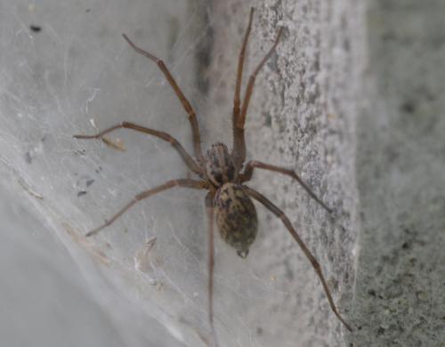 Eratigena atrica